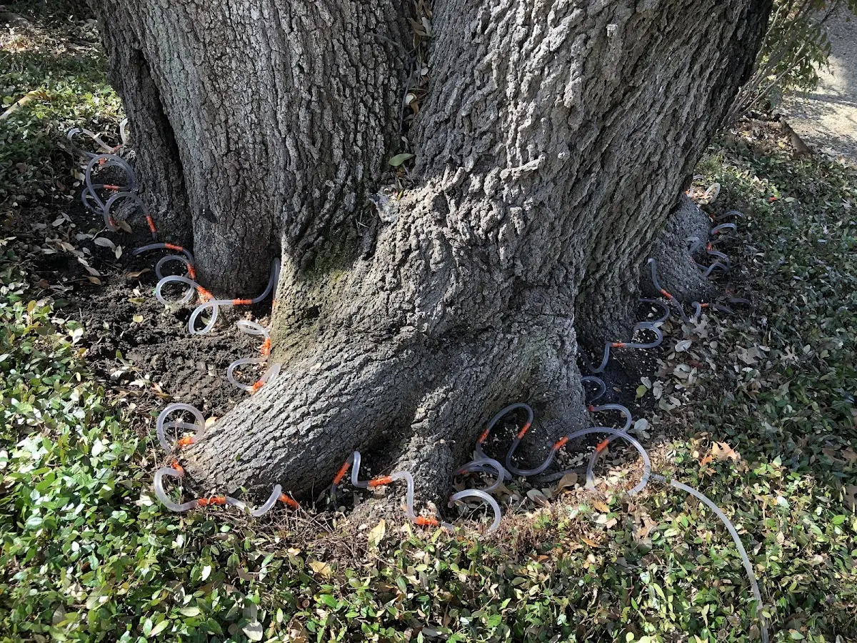 Detailed Tree Cabling and Bracing job site in Bruce